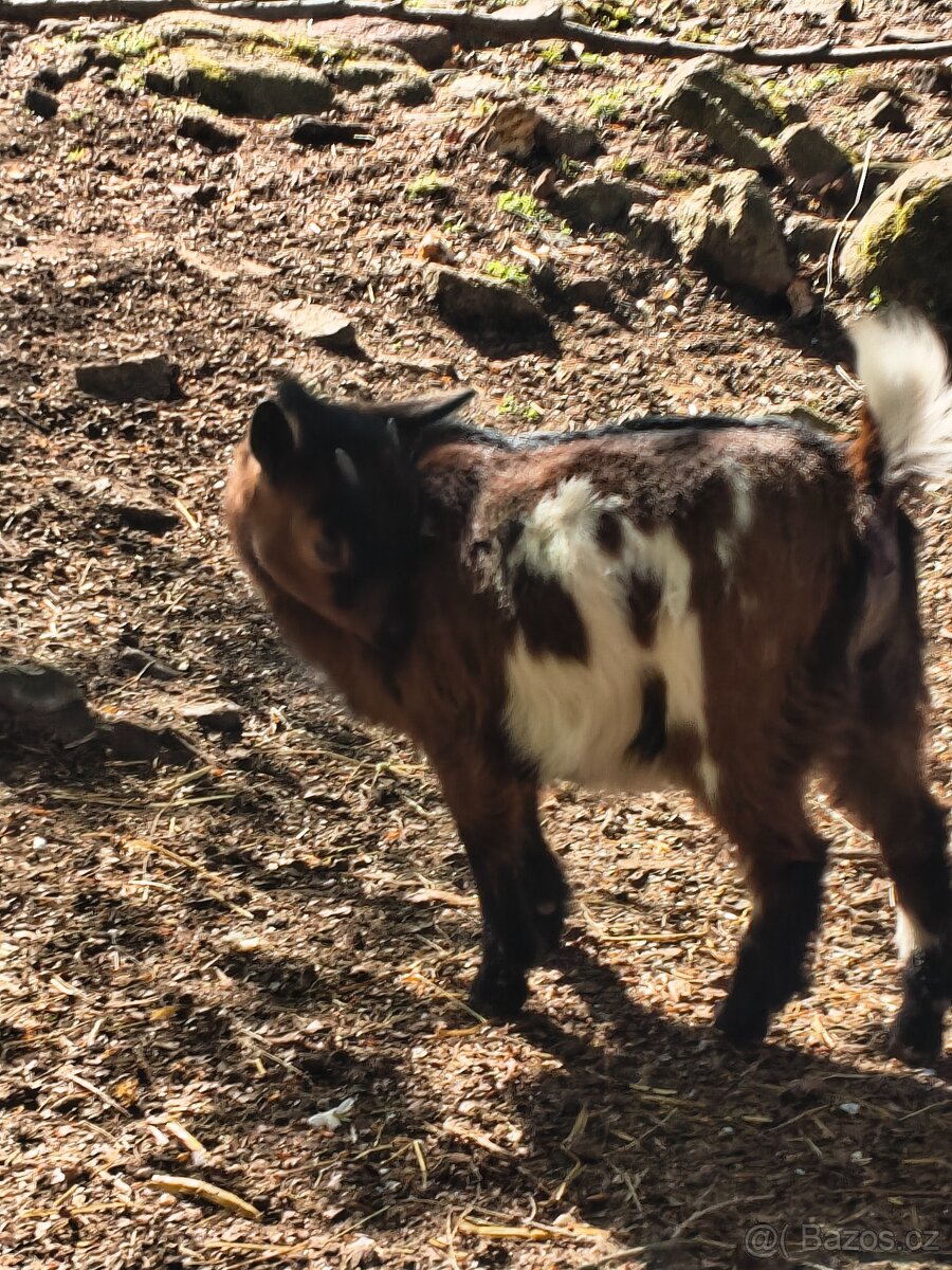 Holandské kozy - 4