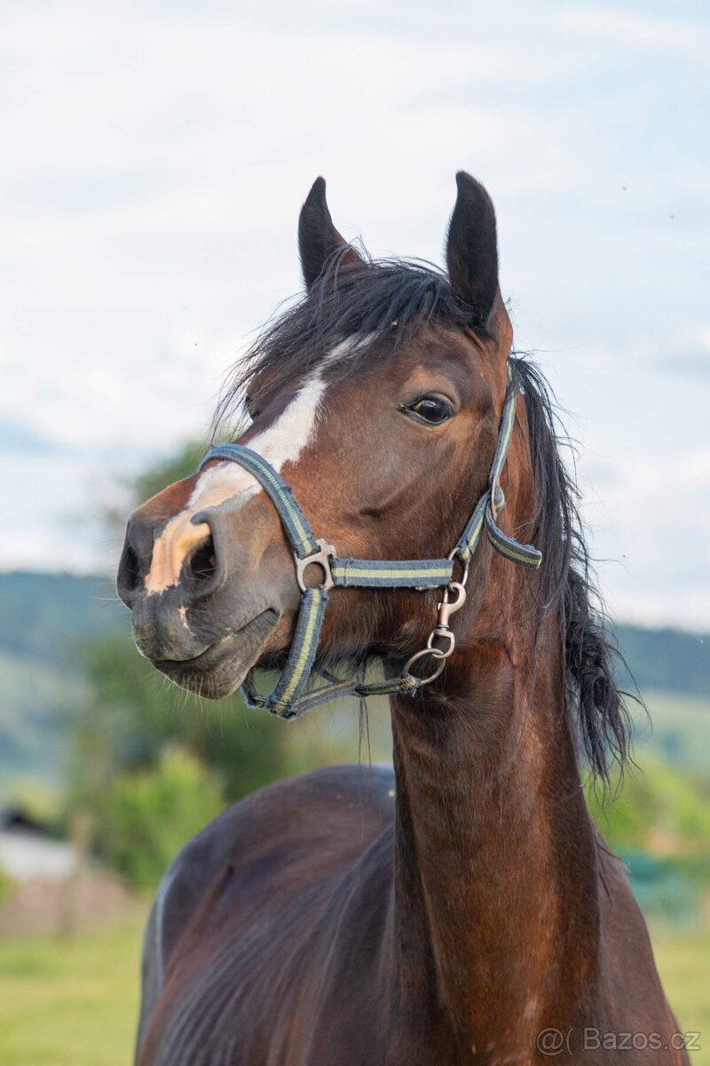 Welsh cob klisna - 4