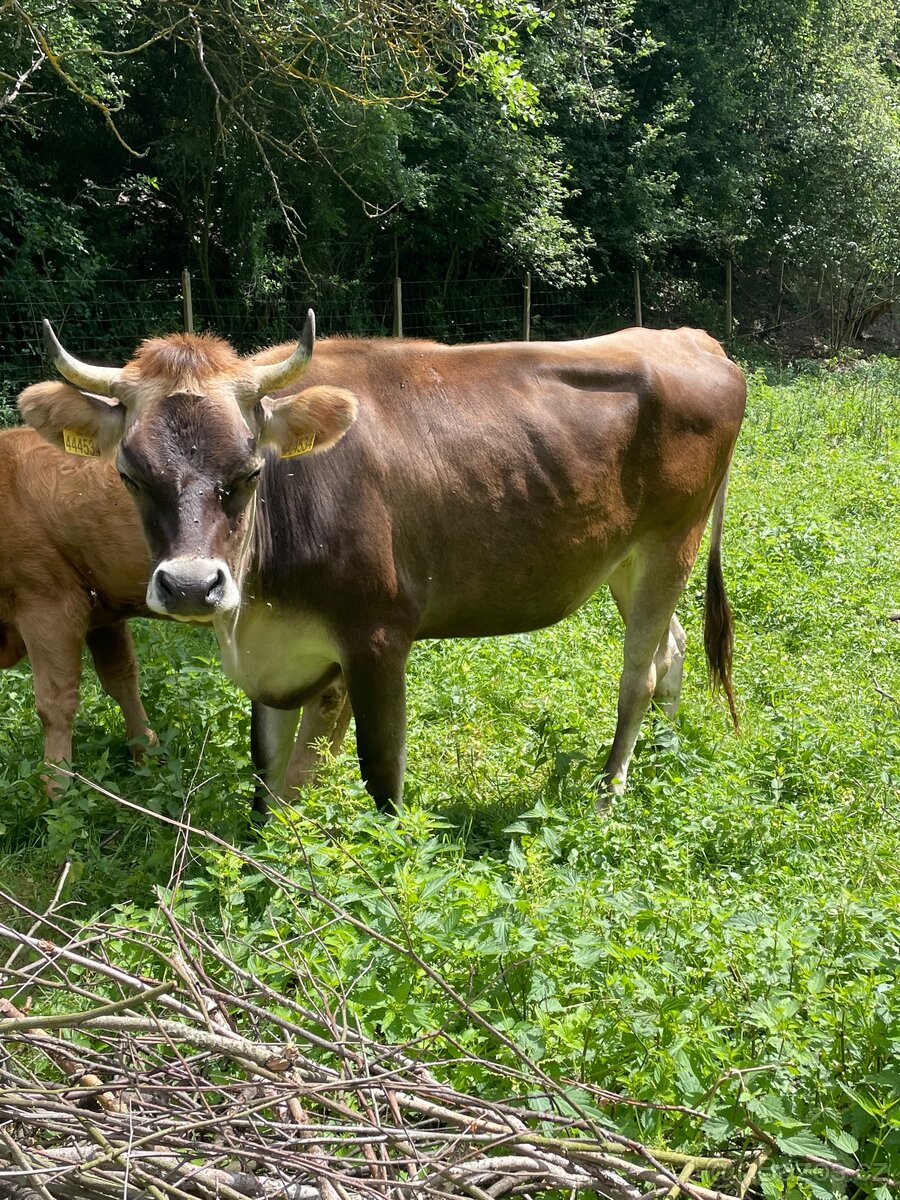 Jersey x Brown Swiss - 4