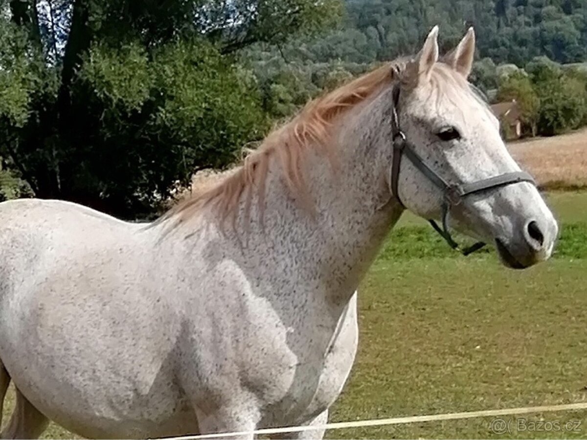 Welsh part bred klisna - 4