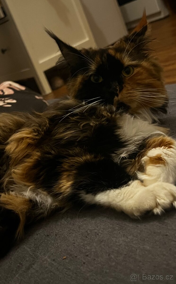 Kočky k adopci 🐾 - 4