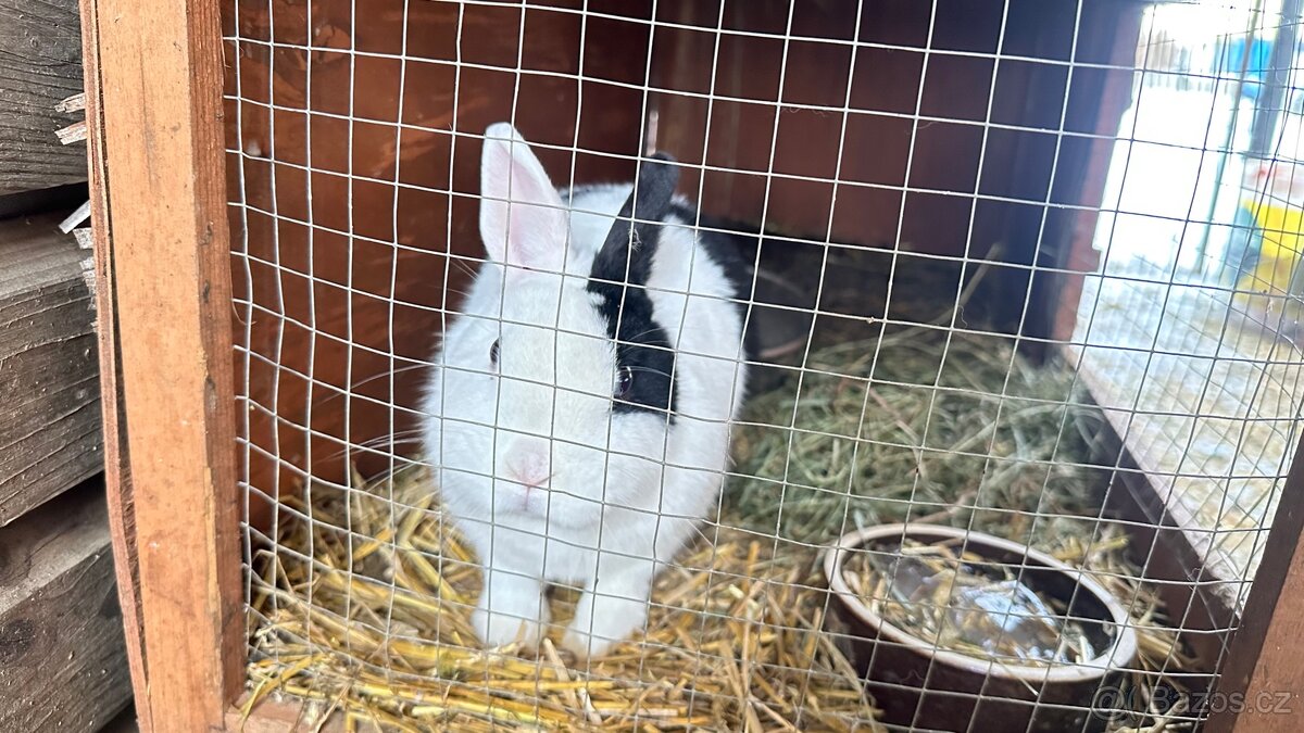 Kralik s usima nahoru - 4