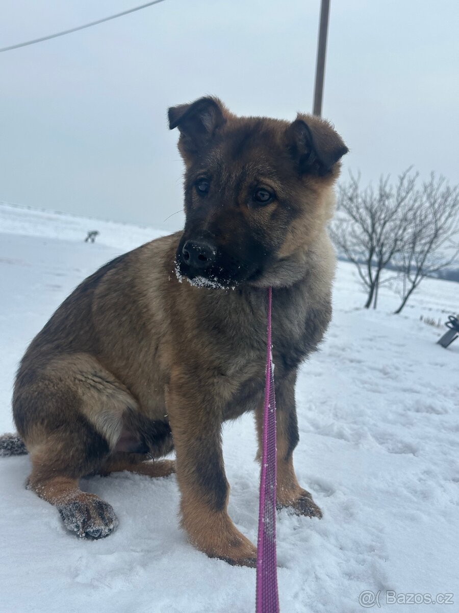 Německý ovčák štěňata - 4