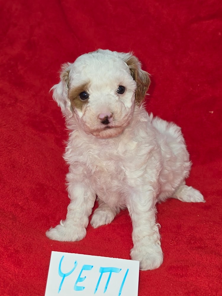 PUDL TRPASLIČÍ VÍCEBAREVNÝ s PP pes - 4