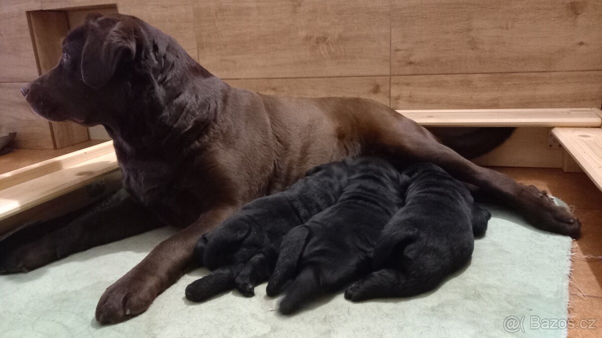 Labradorský Retrívr - 4