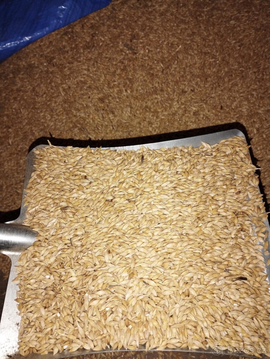 Obilí krmné - 4