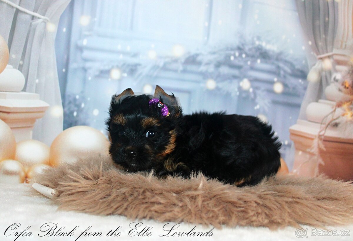 jorkšírský terier s pp fenka ( biewer ) - 4