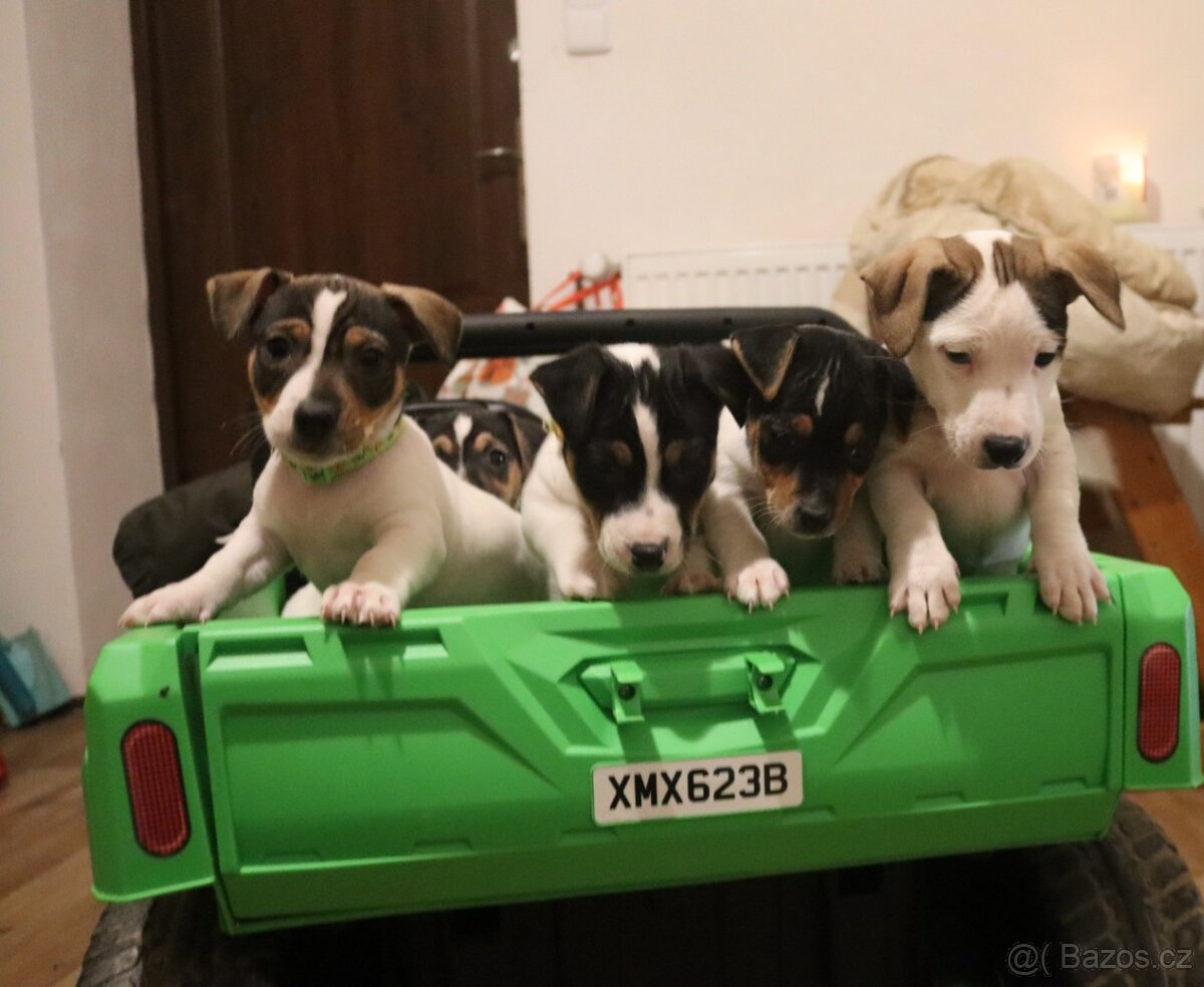 Jack Russell teriér - 4