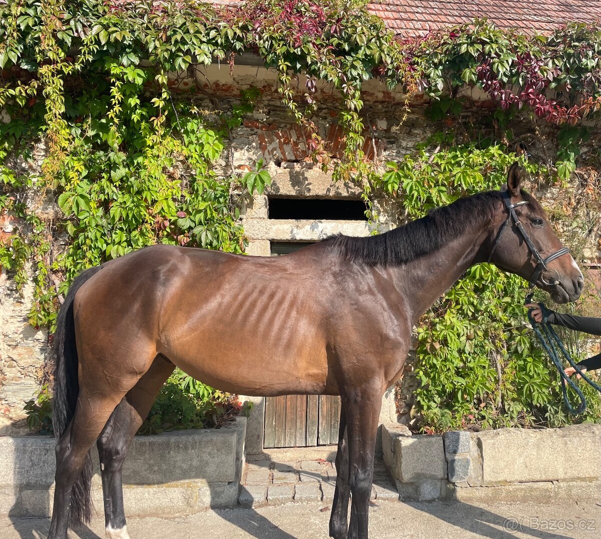 8mi letý valach na prodej - 4