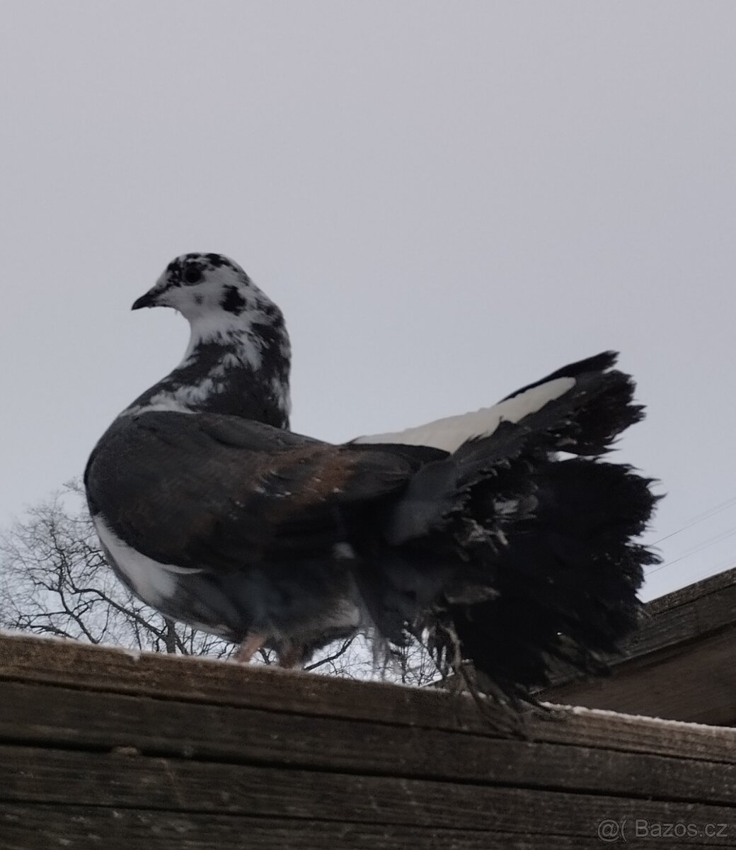 Pávík Anglický - 4