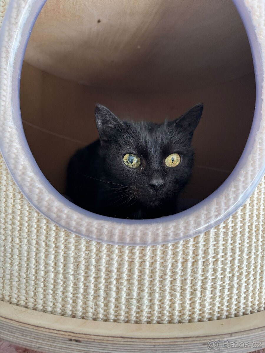 Perla ❤ klidná kočičí kráska ❤ - 4