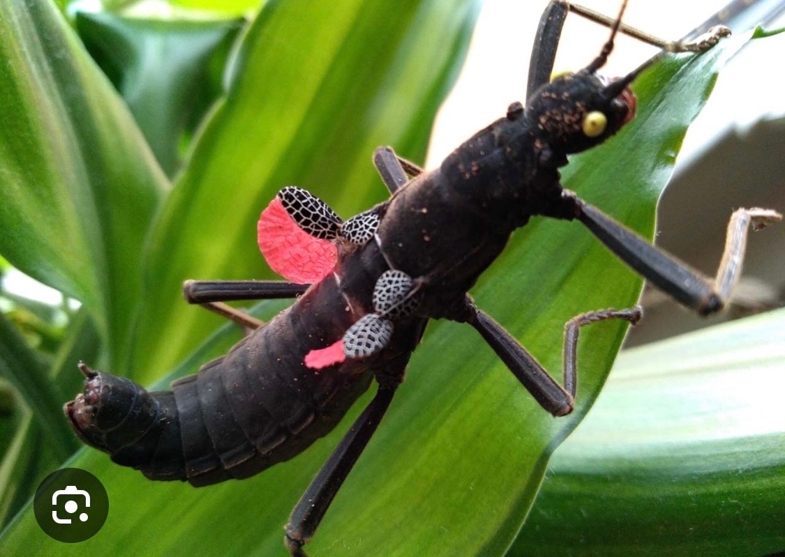 Daruji strašilky do dobrých rukou - 4