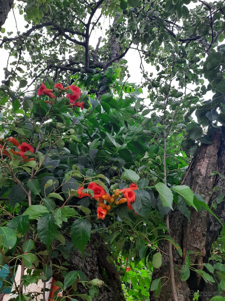 Trubač nejen k pergole, plot, zidku ...ap. - 4