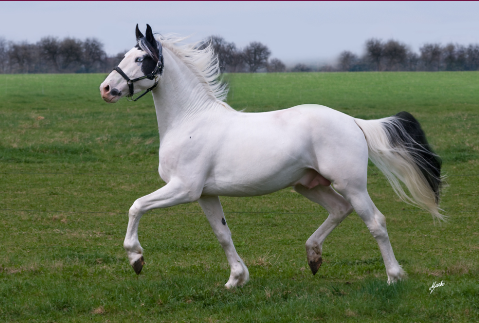 Připouštění Dragon Mist Goodshapes - 4