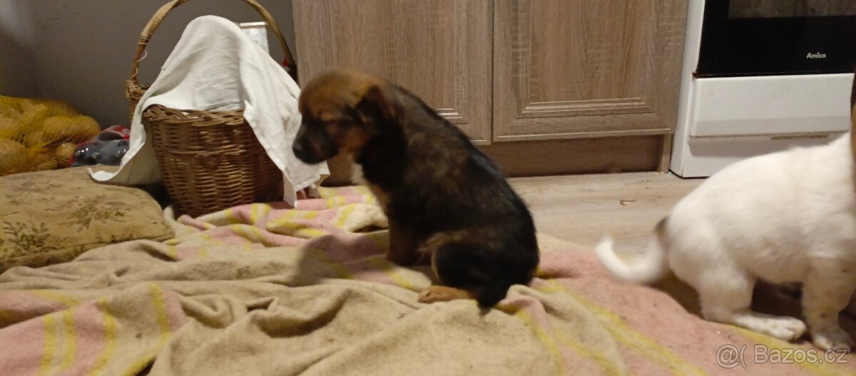 Štěňata kříženci - 4