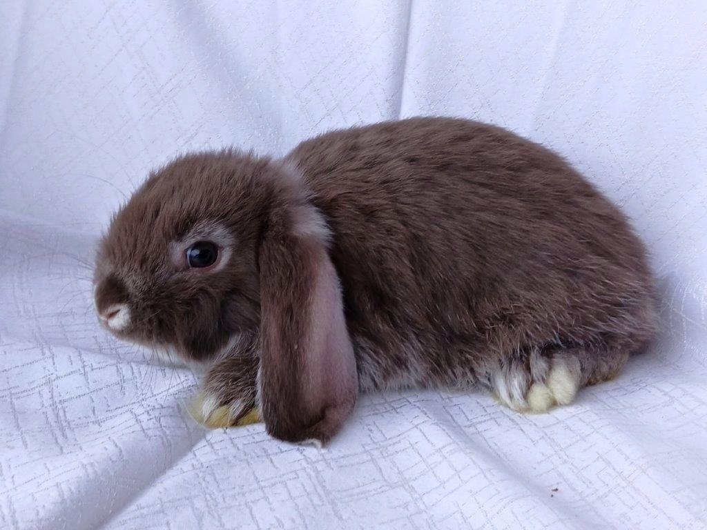 Zakrslí beránci a bílopesíkatí králíčci s rodokmenem - 4