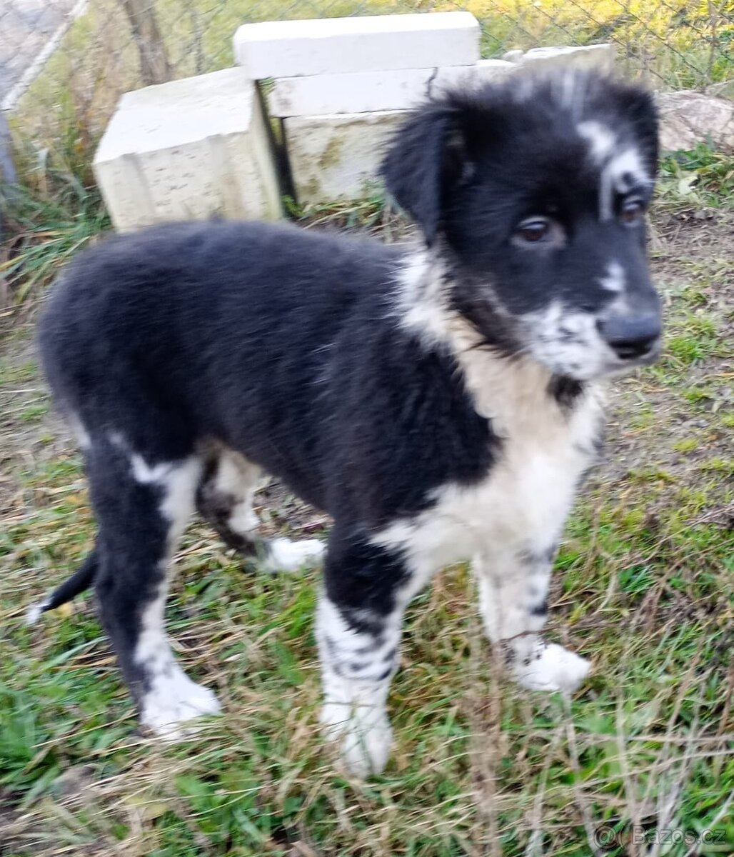 Australský ovčák bez PP - 4