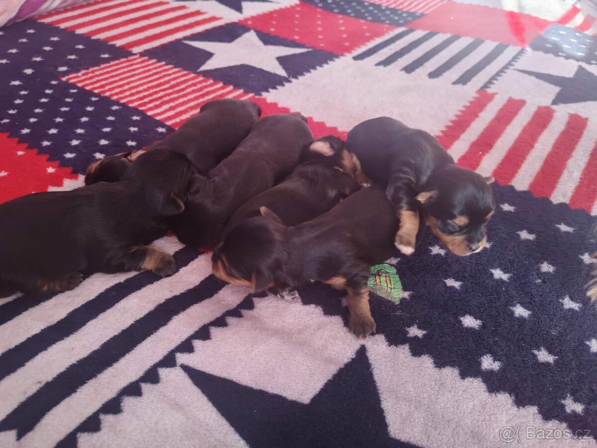 Prodám štěňata yoksir - 4