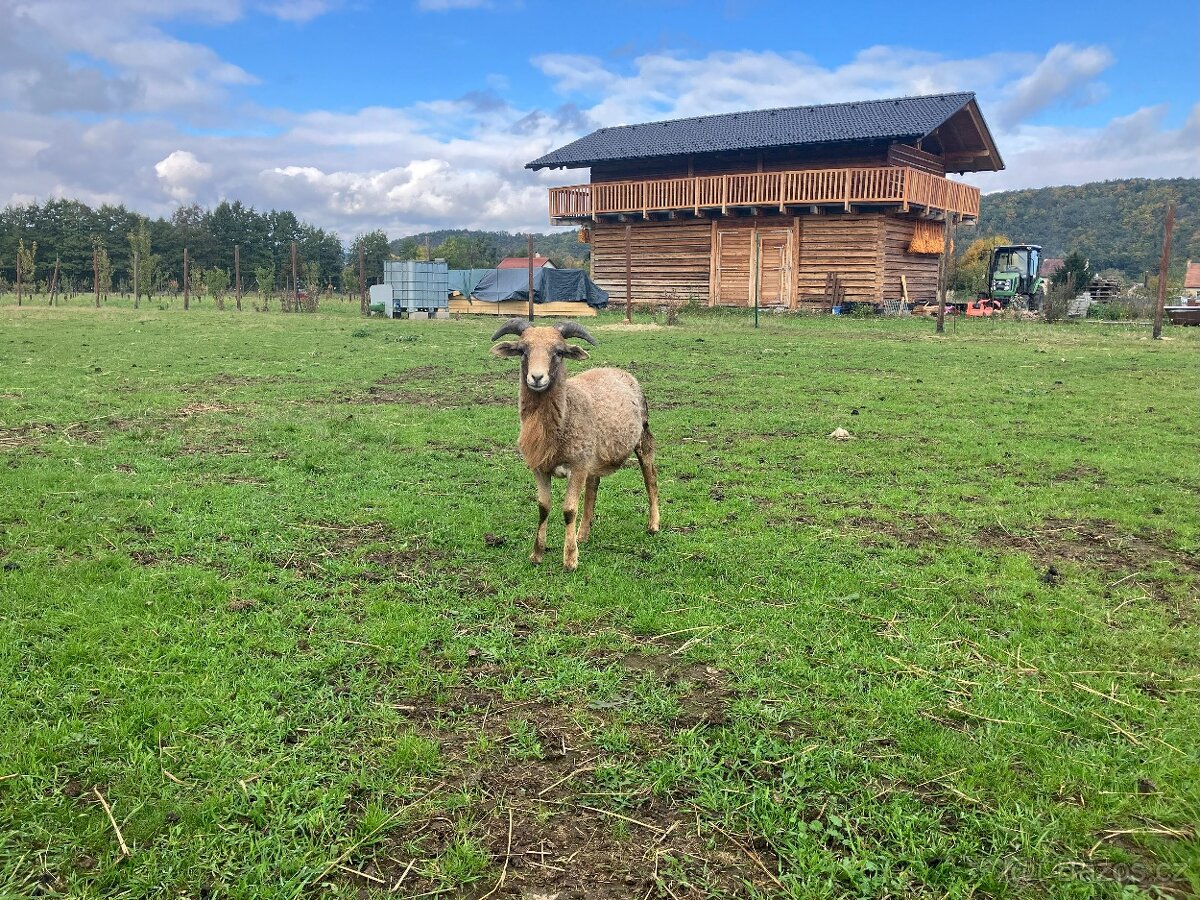 Ovce a berani různé, prodám nebo vyměním za seno - 4