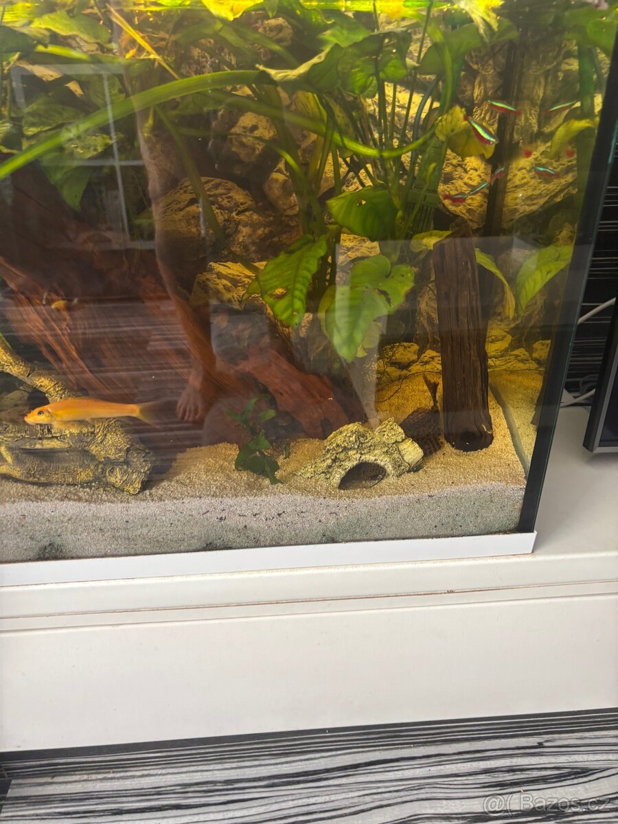 Akvárium - 4