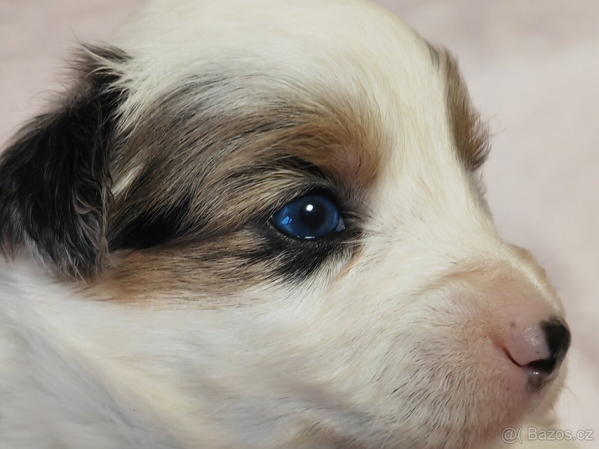 Štěňata Miniaturní americký ovčák s PP - 4