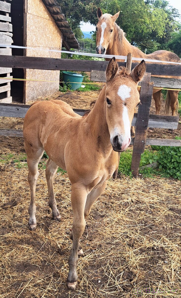 Appaloosa klisna letošní - 4
