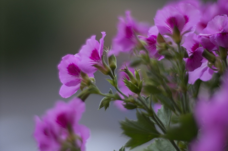 Meyer Optik Görlitz Trioplan 100 f2,8 (bajonet Sony E) - 4