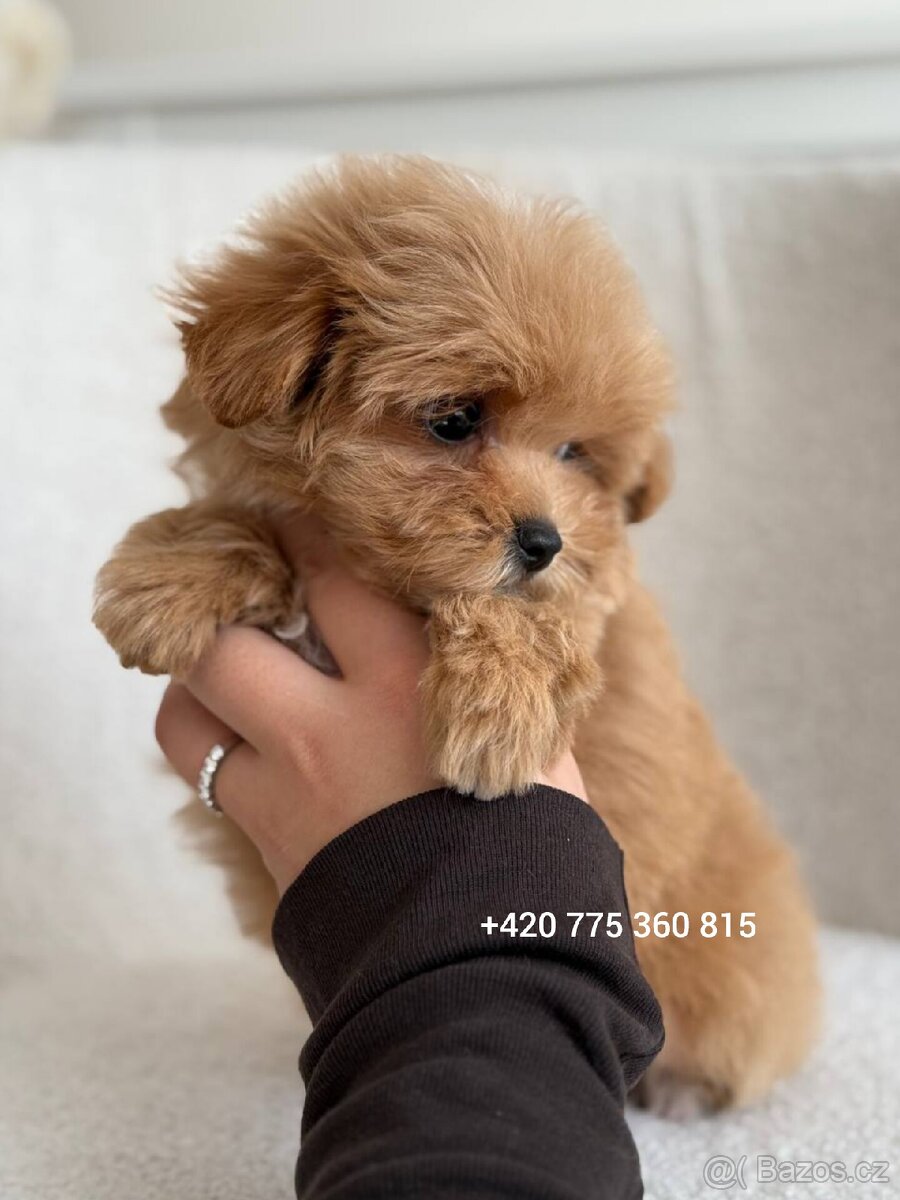 Nádherný chlapeček Maltipoo mini f1 - 4