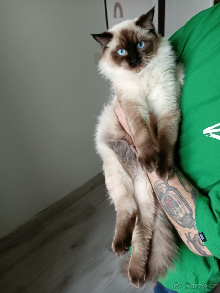 Prodám krásného kocourka Radgoll - 4