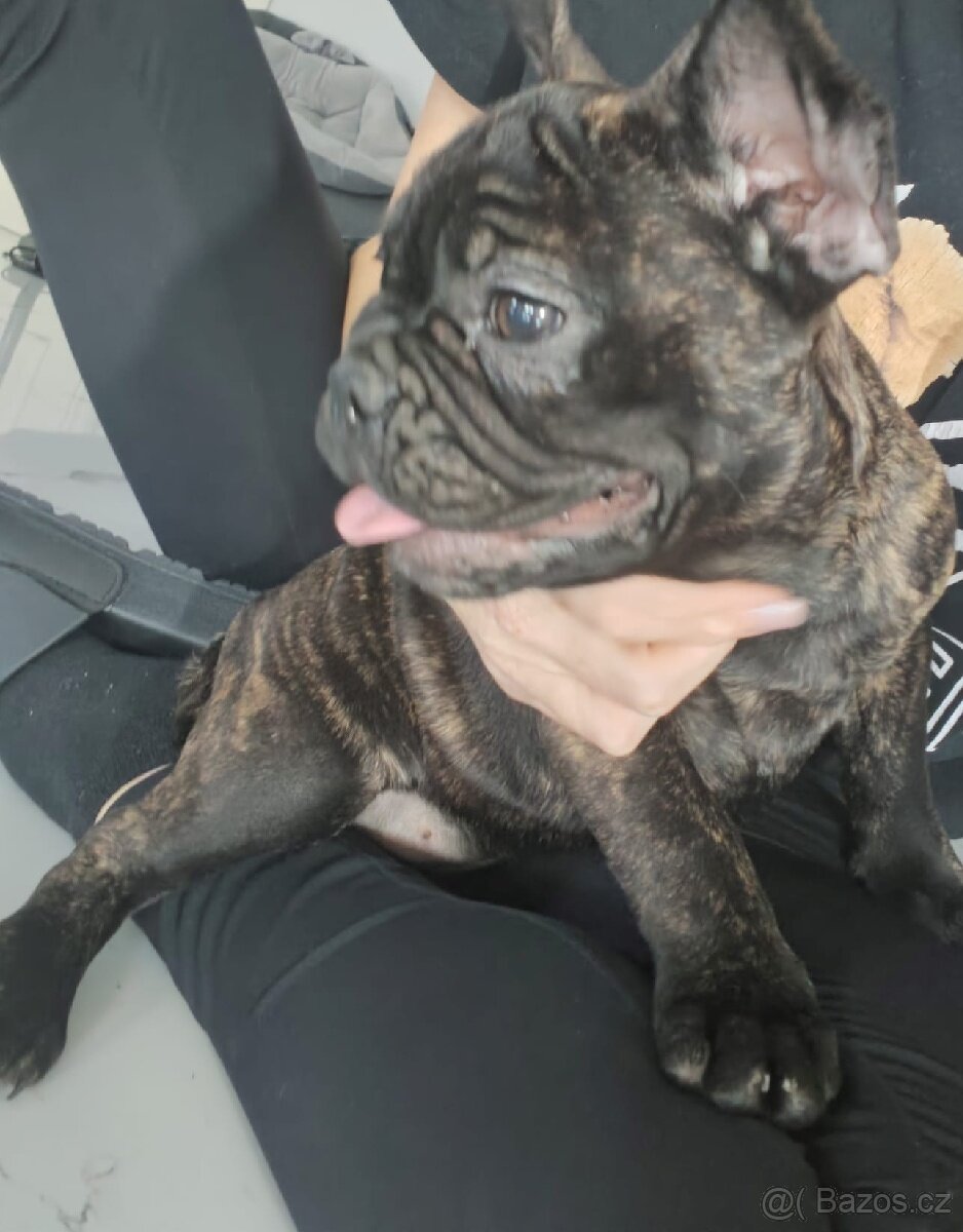 Francouzský buldoček - 4