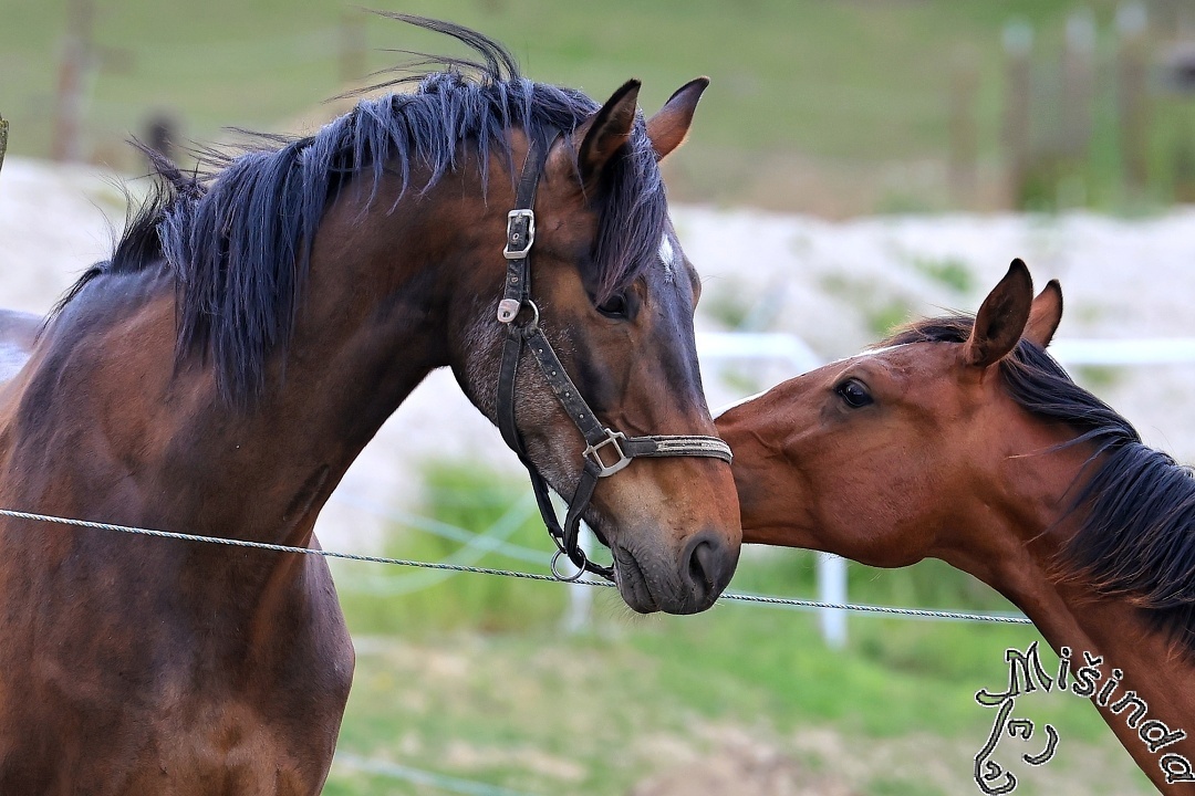 Ustájení Písek - 4