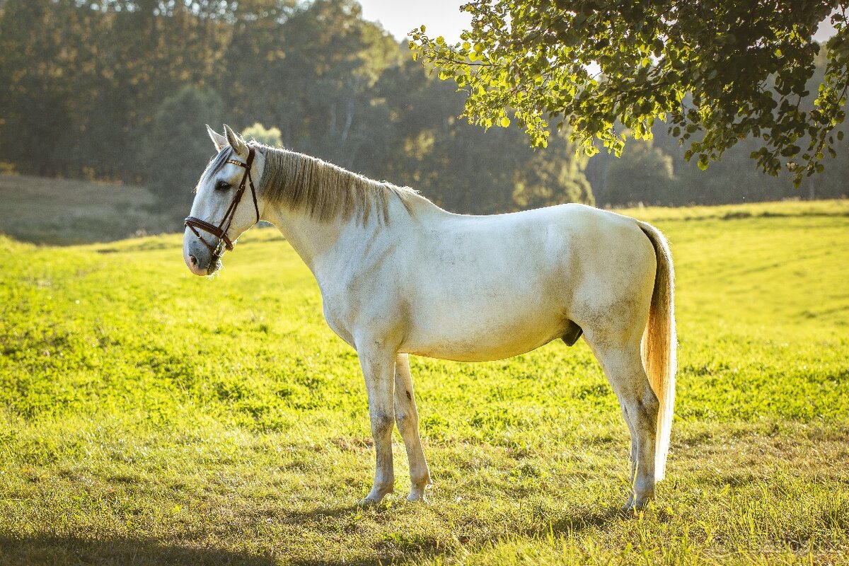Starokladrubský valach na prodej - 4