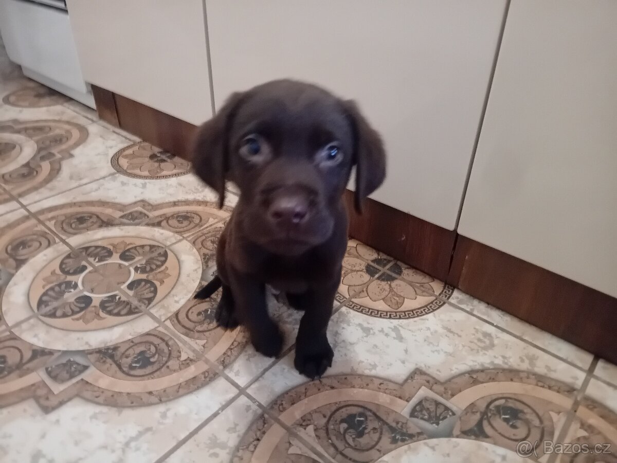 Ladbrdor štěňátko - 4