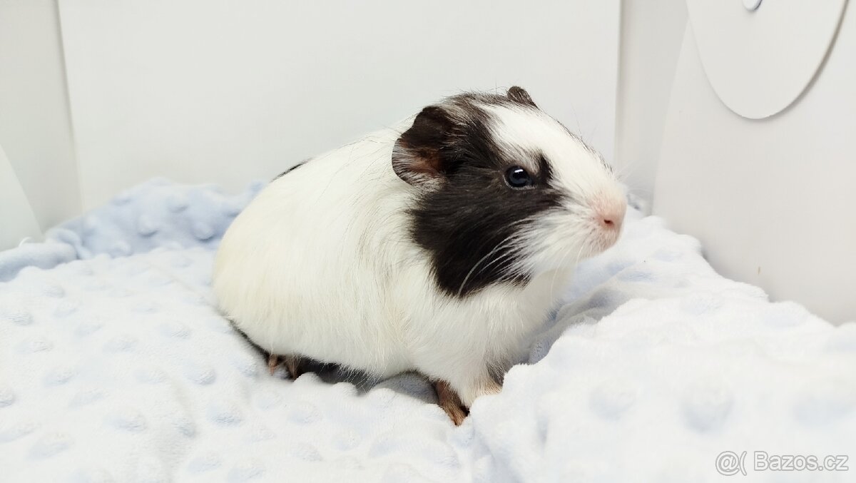 Morče, Morčata, Morčátko, Morčátka - BETTY - 4