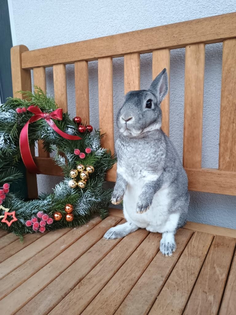 Zakrslý rex činčilový samička s PP - 4