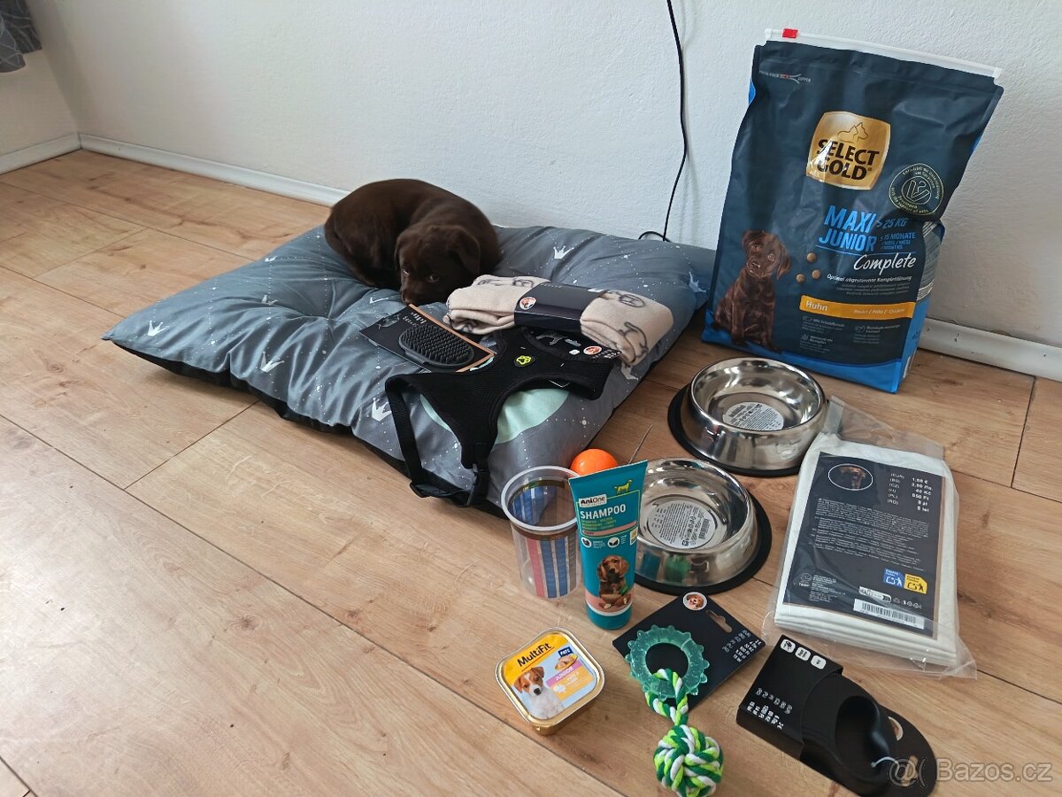 Labrador retriever - 4