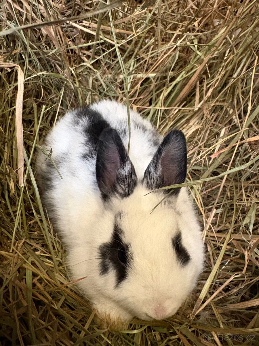 Zakrslý králík - 4