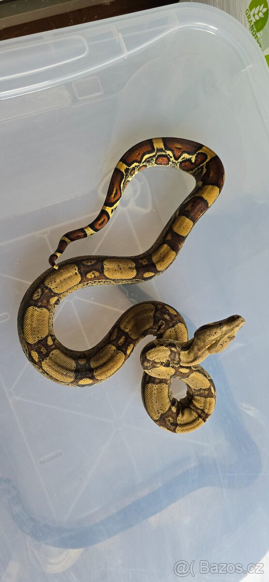 Boa constrictor - 4
