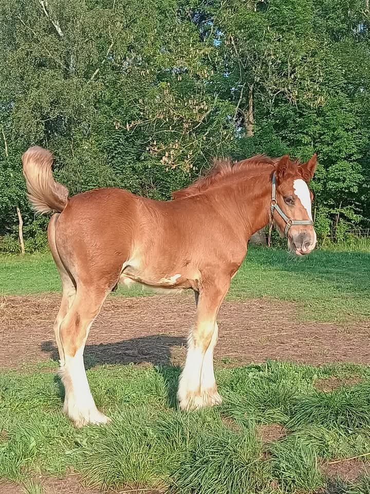 Drum horse hřebec, matka Shire horse, otec irský cob - 4