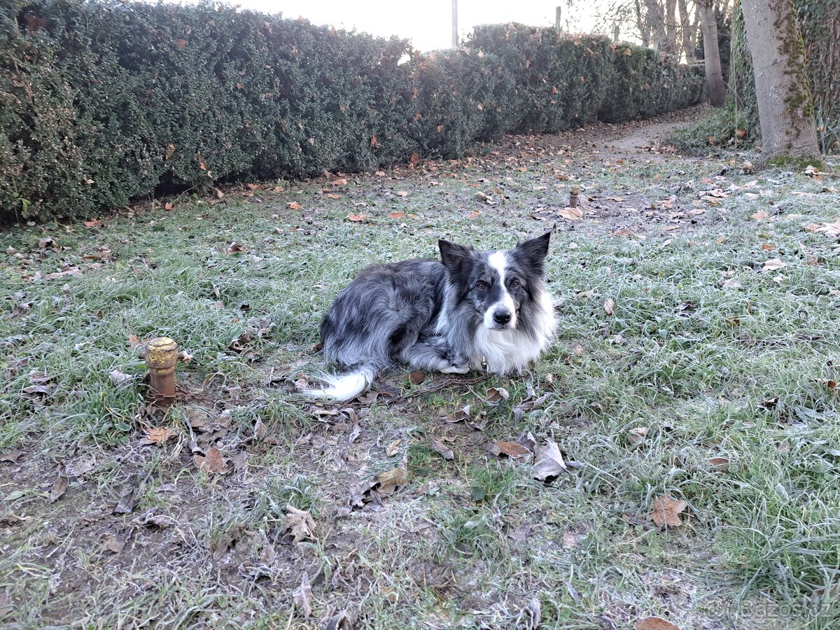 Nabízím krytí psem border kolie. - 4