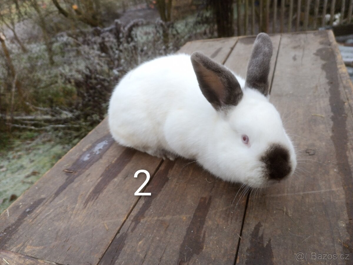 Samice králíka kříženky Nb+Kal - 4