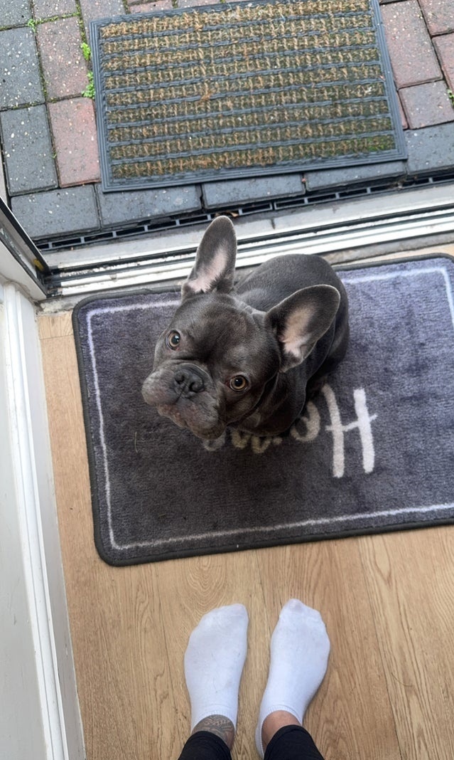 Francouzský buldoček - 4