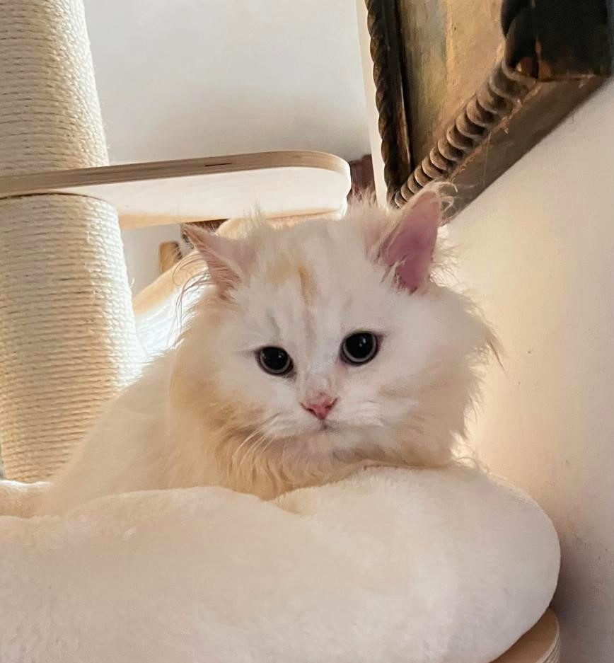 Britský kocourek bez PP - 4