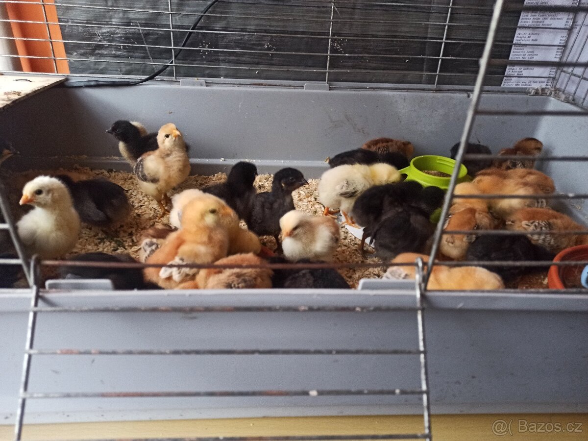 Násadová vajíčka dvorkový mix - 4