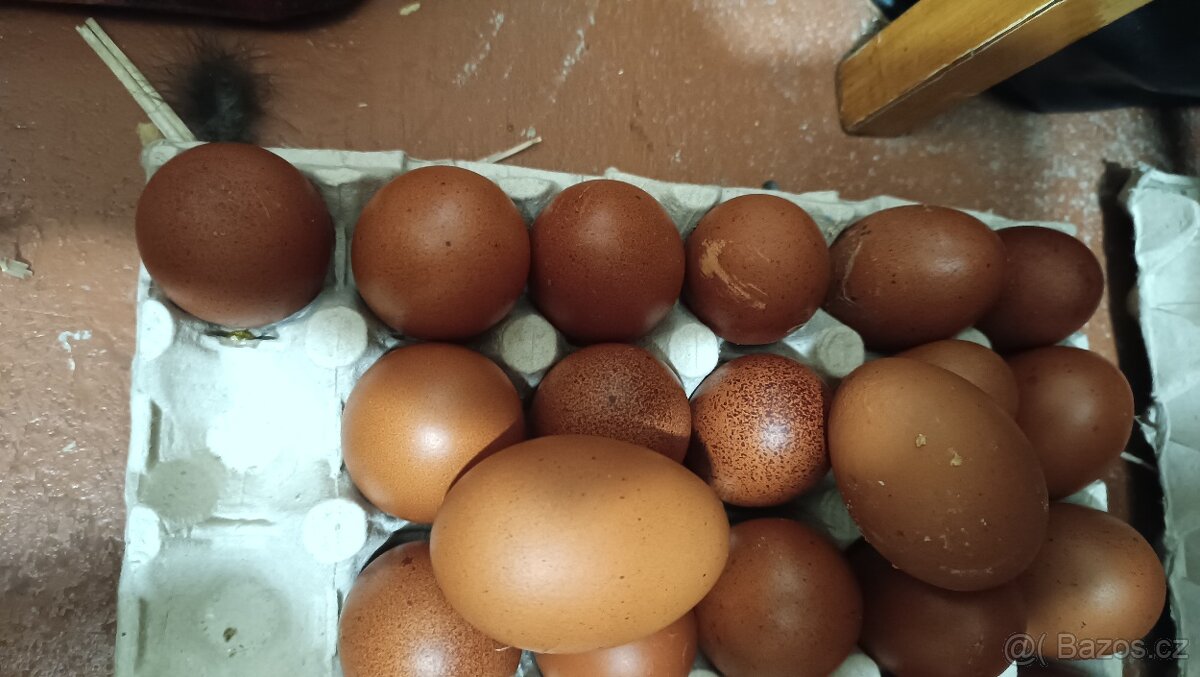 Prodám nasadova vejce - 4