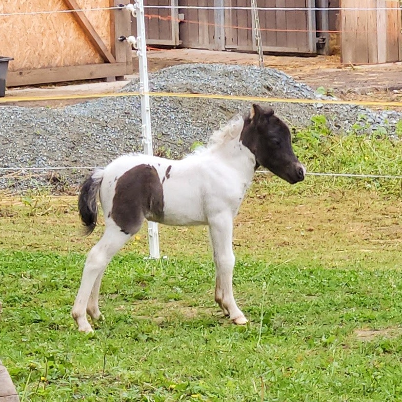 Klisna Minihorse, 2 roky - 4