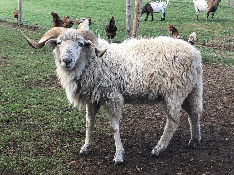 Prodáme plemenné beránky Původní valašky - linie Javorník - 4