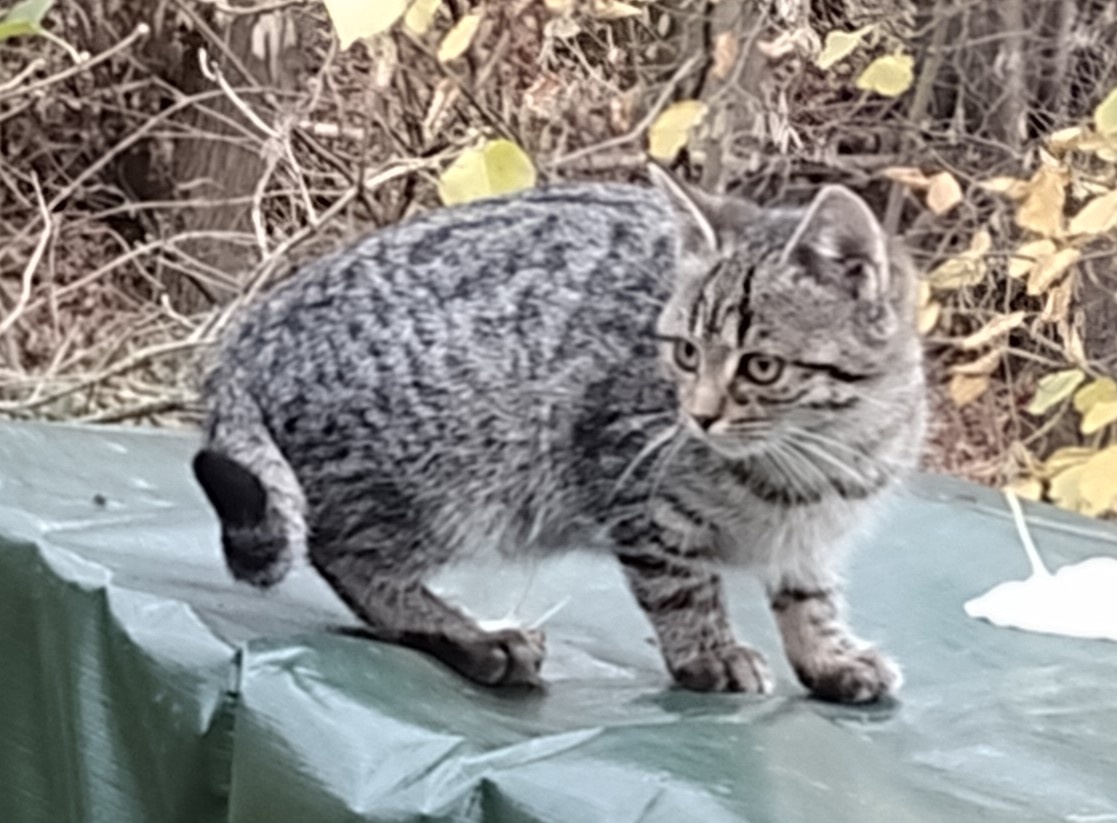 Darujeme koťata - 4