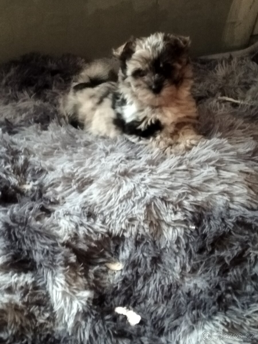 Jorkšírský teriér bez pp - 4