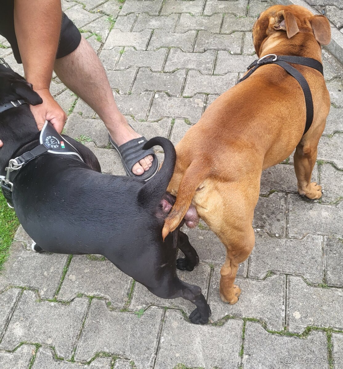 Stafordširský bulterier - 4